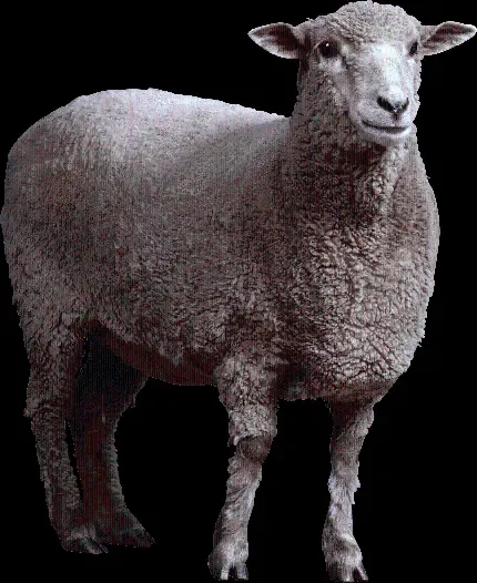  عکس گوسفند واقعی