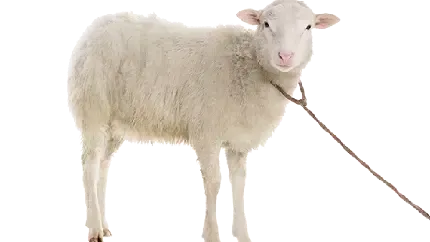  عکس گوسفند واقعی