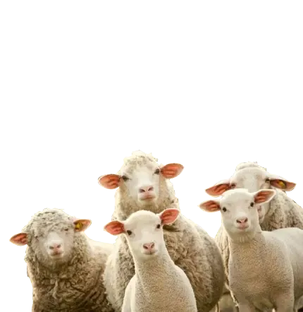  عکس گوسفند واقعی