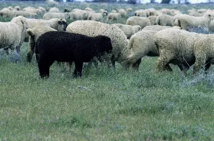  عکس گوسفند برای پروفایل