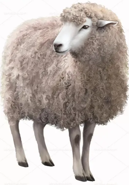  عکس گوسفند کیوت