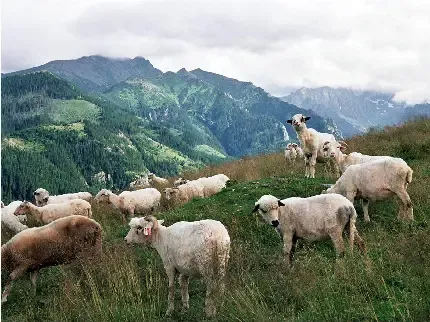  عکس گوسفند بامزه