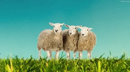  عکس گوسفند بامزه