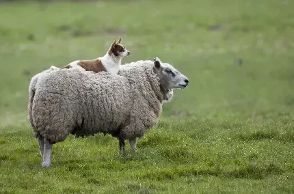 عکس گوسفند برای استوری