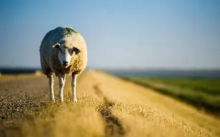  عکس گوسفند برای استوری
