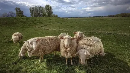  بک گراند گوسفند زیبا