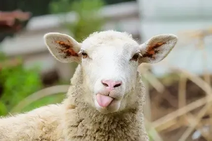  بک گراند گوسفند زیبا