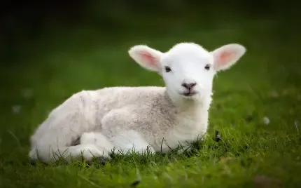  بک گراند گوسفند زیبا