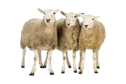  بک گراند گوسفند زیبا