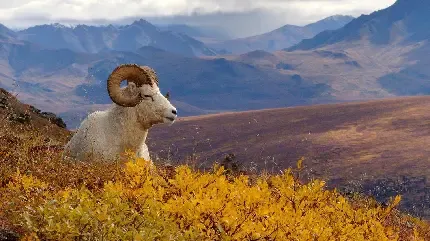  بک گراند گوسفند زیبا