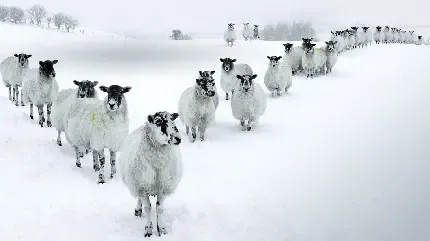  بک گراند گوسفند زیبا
