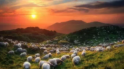  بک گراند گوسفند زیبا