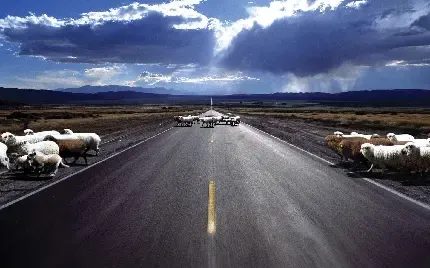  بک گراند گوسفند زیبا
