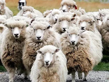  بک گراند گوسفند زیبا