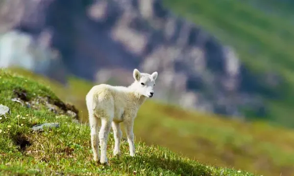  عکس ببعی