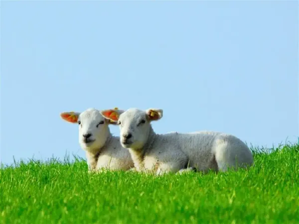  عکس ببعی