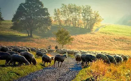  عکس گله گوسفند برای پروفایل