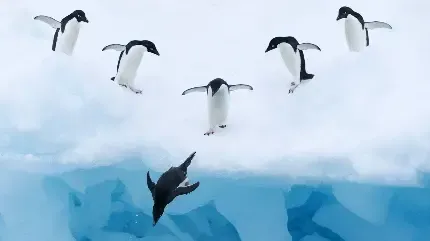  عکس پنگوئن خنده دار