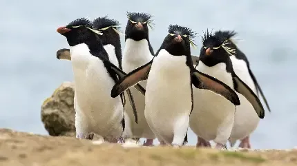  عکس پنگوئن بامزه