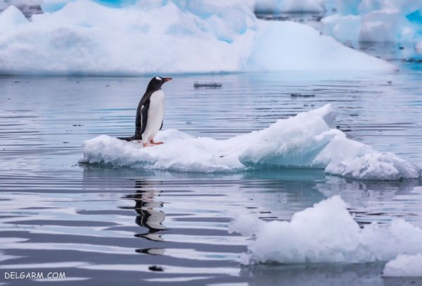 عکس پنگوئن ها برای والپیپر