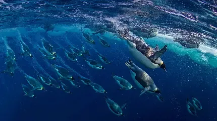  عکس پنگوئن برای بک گراند کامپیوتر