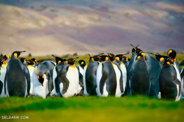  عکس پنگوئن برای اینستاگرام