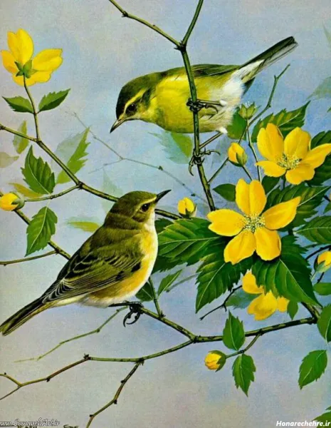  عکس پروفایل پرنده