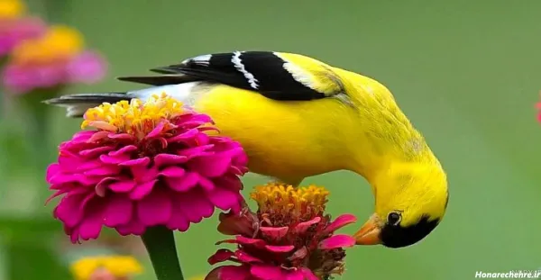  عکس پروفایل پرنده
