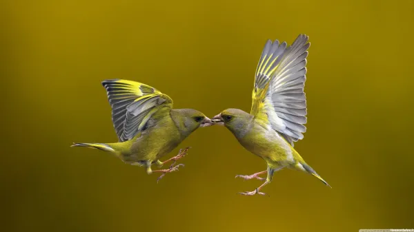  عکس پرنده های رنگی