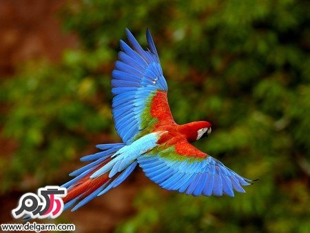  عکس پرنده های رنگی