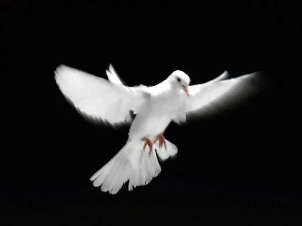  عکس پرنده برای والپیپر