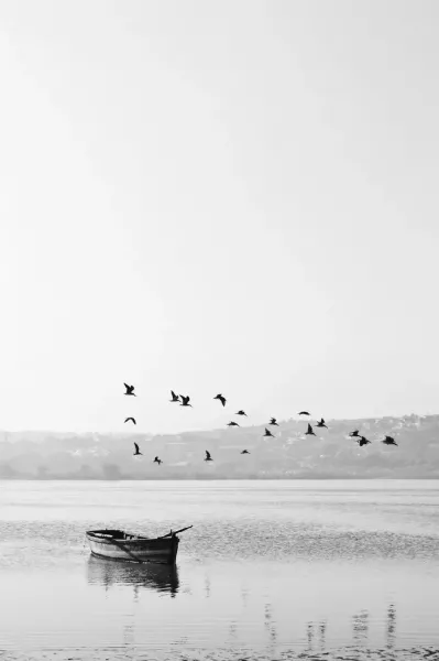  عکس پرنده برای والپیپر