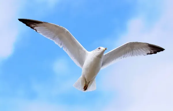  عکس پرنده برای والپیپر