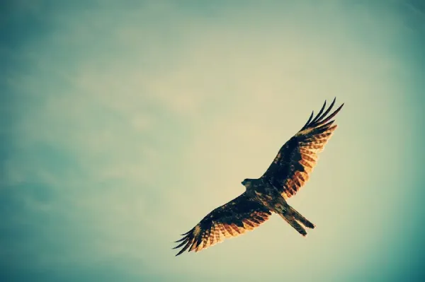  والپیپر پرنده زیبا