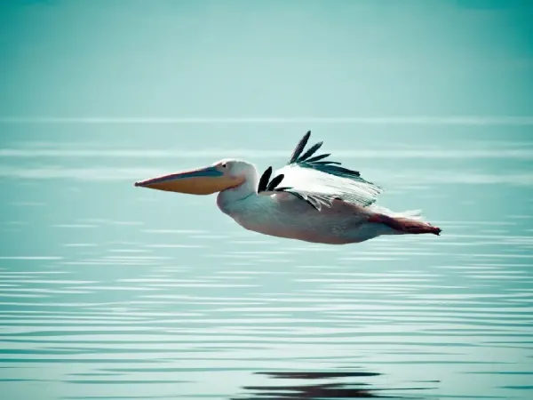  والپیپر پرنده زیبا
