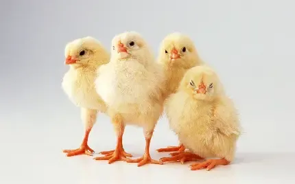  عکس پروفایل جوجه های طلایی
