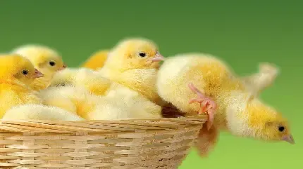 عکس جوجه نازنازی برای پروفایل