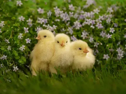 عکس جوجه نازنازی برای پروفایل