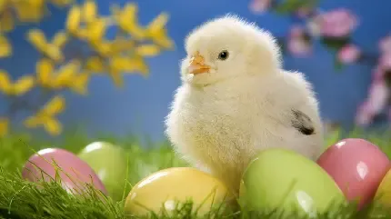 عکس جوجه نازنازی برای پروفایل