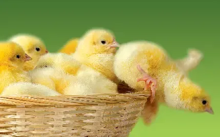 عکس جوجه نازنازی برای پروفایل