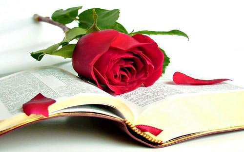  والپیپر دسته گل رز قرمز عاشقانه