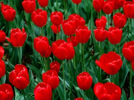  والپیپر دسته گل رز قرمز عاشقانه