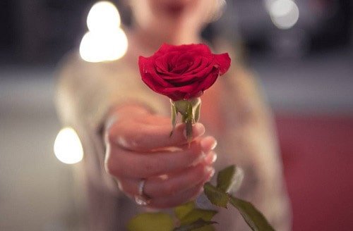  والپیپر دسته گل رز قرمز عاشقانه