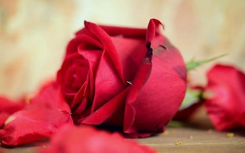  والپیپر دسته گل رز قرمز عاشقانه
