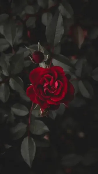  تصویر زمینه دسته گل رز قرمز برای کامپیوتر