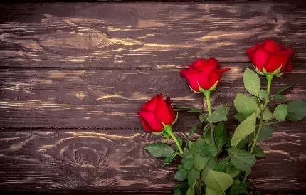  تصویر زمینه دسته گل رز قرمز برای کامپیوتر