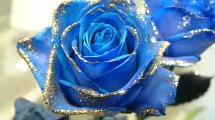 تصویر زمینه دسته گل رز قرمز برای کامپیوتر