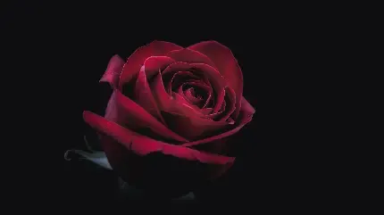  تصویر زمینه دسته گل رز قرمز برای کامپیوتر