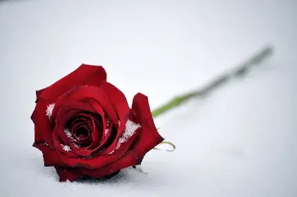  تصویر زمینه دسته گل رز قرمز برای کامپیوتر