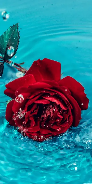  تصویر زمینه گل رز قرمز متحرک و زیبا